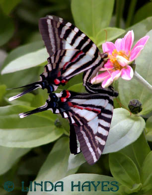 Zebra Swallowtails Mating /light buZZ filter