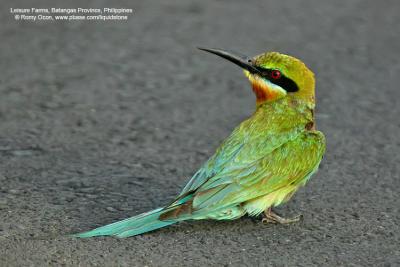 Blue-tailed Bee-eater 

Scientific name - Merops philippinus 

Habitat - Fairly common in open country usually associated with water along rivers, marshes and ricefields. 


