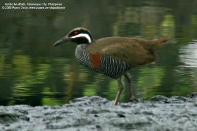 Barred Rail 

Scientific name: Gallirallus torquatus 

Habitat: Edges of wetlands, gardens and drier cogon grasslands. 

