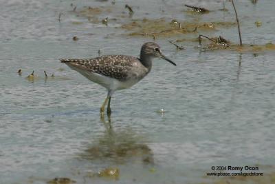Wood Sandpiper 

Scientific Name - Tringa glareola 

Habitat - Exposed shores of marshes, ponds and in ricefields.
