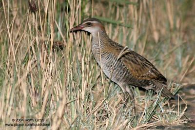 Buff-banded Rail

Scientific name - Gallirallus philippensis

Habitat - Marshes, ricefields and open grasslands.