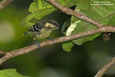 Elegant Tit 
(a Philippine endemic) 

Scientific name - Parus elegans 

Habitat - Common from lowland to montane mossy forest. 


