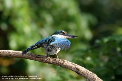 White-collared Kingfisher 

Scientific name: Halcyon chloris 

Habitat: Coastal areas to open country, but seldom in forest. 

