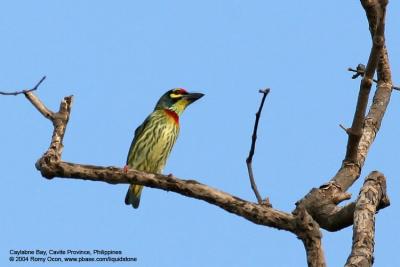 Coppersmith Barbet 

Scientific name - Megalaima haemacephala 

Habitat - Common in forest and edge, usually in the canopy.
