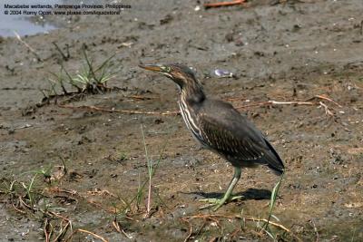 Little Heron 

Scientific name - Butorides striatus 

Habitat - Common, in exposed coral reefs, tidal flats, mangroves, fishponds and streams. 

