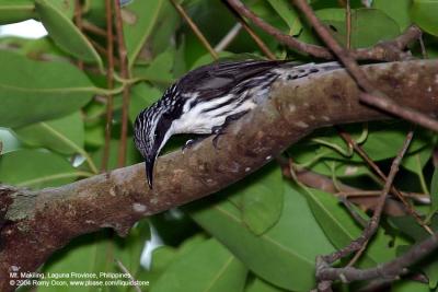 Stripe-headed Rhabdornis 
(a Philippine endemic) 

Scientific name - Rhabdornis mystacalis 

Habitat - Common in lowland forest and second growth. 

