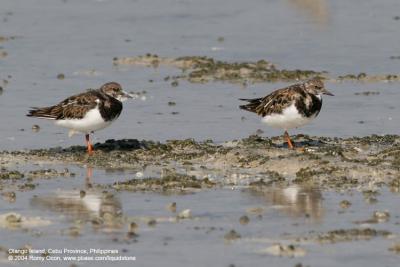 Ruddy Turnstone 

Scientific name - Arenaria interpres 

Habitat - Beaches and exposed tidal flats.
