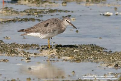Grey-tailed Tattler

Scientific name - Heteroscelus brevipes

Habitat - Along coast on exposed mud, sand and coral flats, on rocks, and also ricefields.