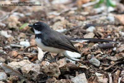 Pied Fantail 

Scientific name: Rhipidura javanica 

Habitat: Common in parks, residential areas, thickets and mangroves. 

