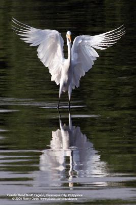 Great Egret 

Scientific name - Egretta alba modesta 

Habitat - Uncommon in a variety of wetlands from coastal marshes to ricefields. 

