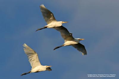 Cattle Egret 

Scientific name: Bubulcus ibis 

Habitat: Common in pastures, ricefields and marshes. 
