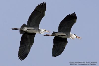 Grey Heron 

Scientific name - Ardea cinerea 

Habitat - Uncommon in wetlands.

[with Tamron 1.4x TC, 560 mm focal length]