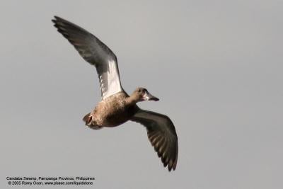 Northern Shoveler (Female)

Scientific name - Anas clypeata 

Habitat - Uncommon in fresh water marshes and shallow lakes. 

[with Tamron 1.4x TC, 560 mm focal length]
