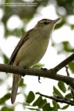 Oriental Reed-Warbler 

Scientific name - Acrocephalus orientalis 

Habitat - Reeds, tall grasses and shrubs in open areas.
