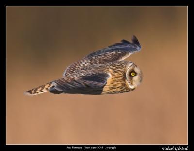 Short-eared Owl, Lund