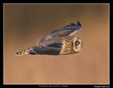Short-eared Owl, Lund