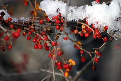 fruits in the winter