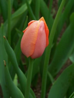 Tulip