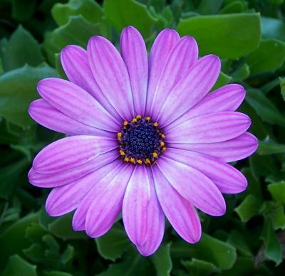 Purple Flower