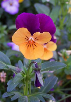 Orange and Purple Pansy