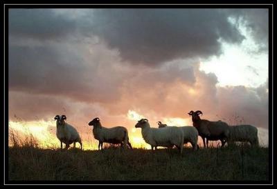 Sheep in sunset