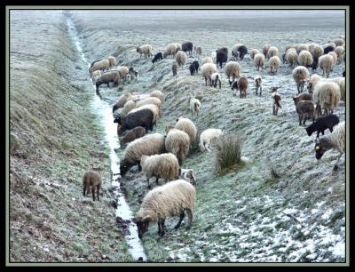 Big herd in Drenthe
