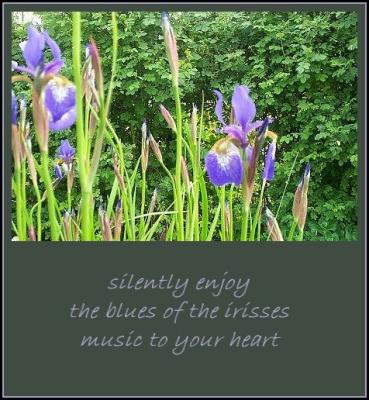 Blues of Irisses