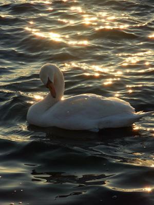 Swan in Reflections