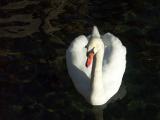 Proud Swan