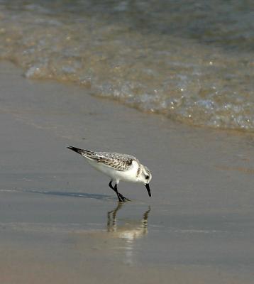 Sanderling