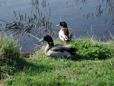 Ducks on the Canal - Sheerness (288)