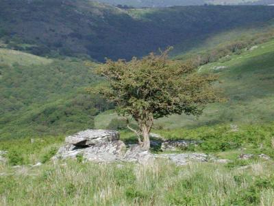 Dartmoor - Lonely Tree.jpg