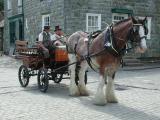 Morwellham Quay - Shire Horse.jpg