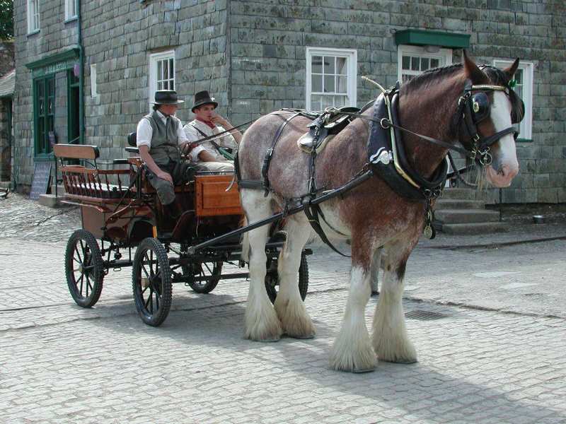 Morwellham Quay - Shire Horse.jpg