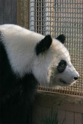 Animals in Captivity