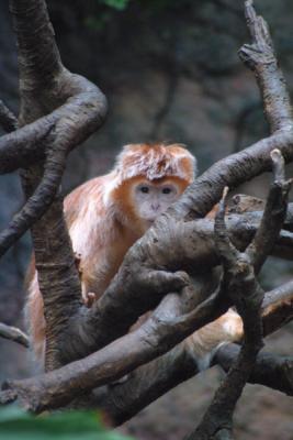u12/mac2979/medium/19884546.Monkey001_722.jpg