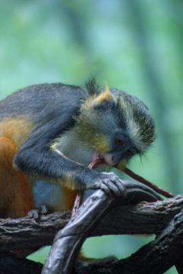 u12/mac2979/medium/19884547.Monkey002_722.jpg