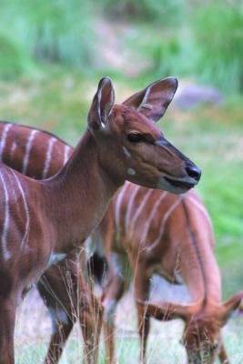 Nyala