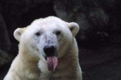 Pola Bear