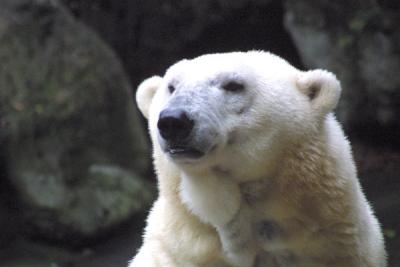 Pola Bear