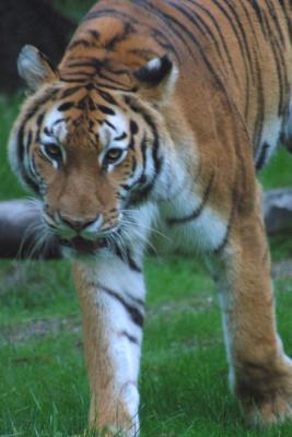 u12/mac2979/medium/19884557.Tiger004.jpg