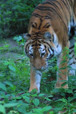u12/mac2979/medium/19884558.Tiger005.jpg