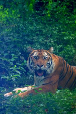u12/mac2979/medium/19884559.Tiger006.jpg