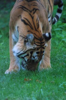 u12/mac2979/medium/19884560.Tiger007.jpg