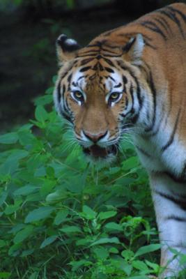 u12/mac2979/medium/19884561.Tiger008.jpg