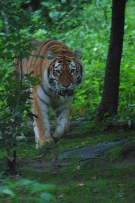 u12/mac2979/medium/19884562.Tiger009.jpg