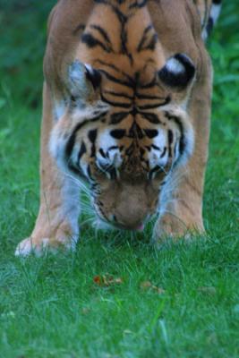 u12/mac2979/medium/19884563.Tiger010.jpg