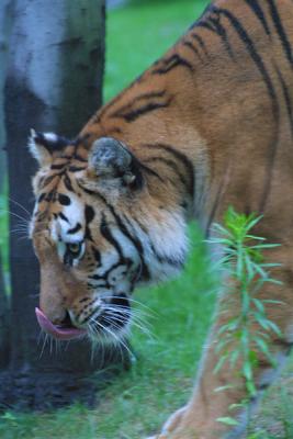 u12/mac2979/medium/19884564.Tiger011.jpg