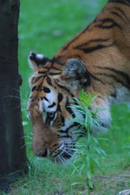 u12/mac2979/medium/19884566.Tiger013.jpg