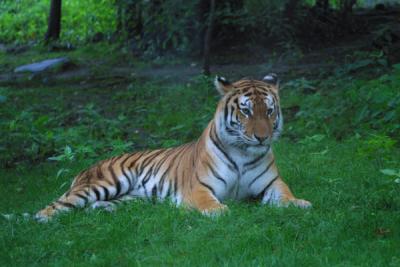 u12/mac2979/medium/19884567.Tiger014.jpg